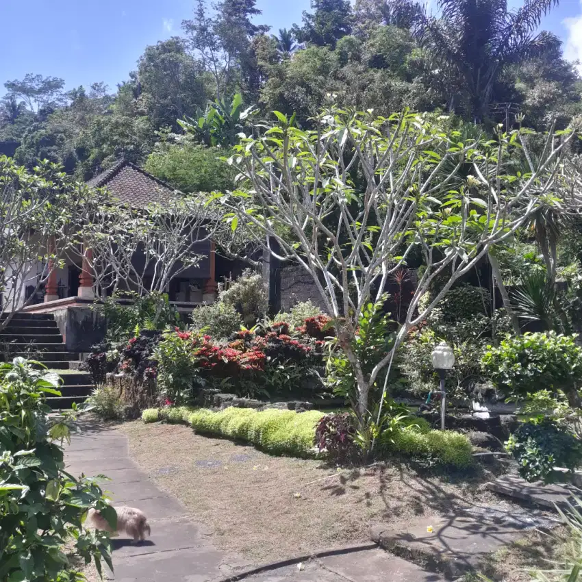 Rumah luas dan asri di jalan utama kota bangli, Bali