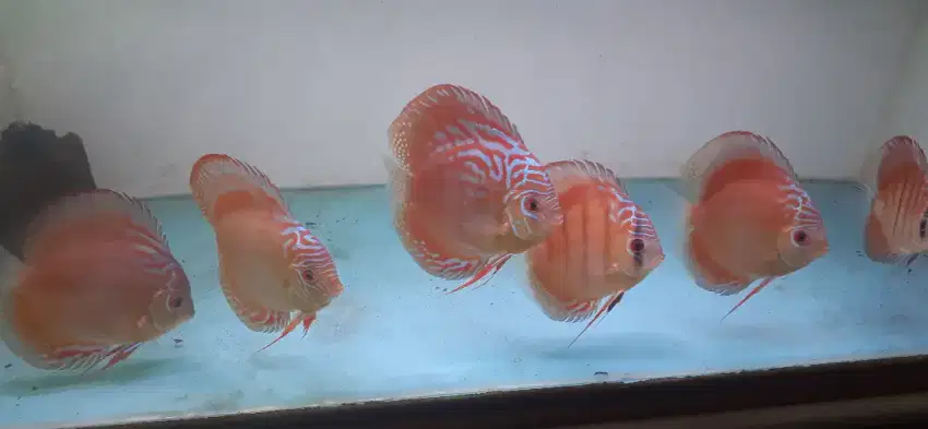 Ikan discus size 4inch up