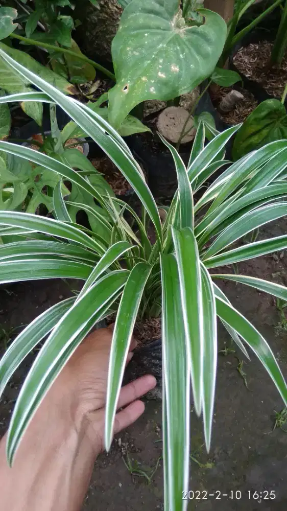 Lili Paris atau Bulu Ayam - Bahan Taman