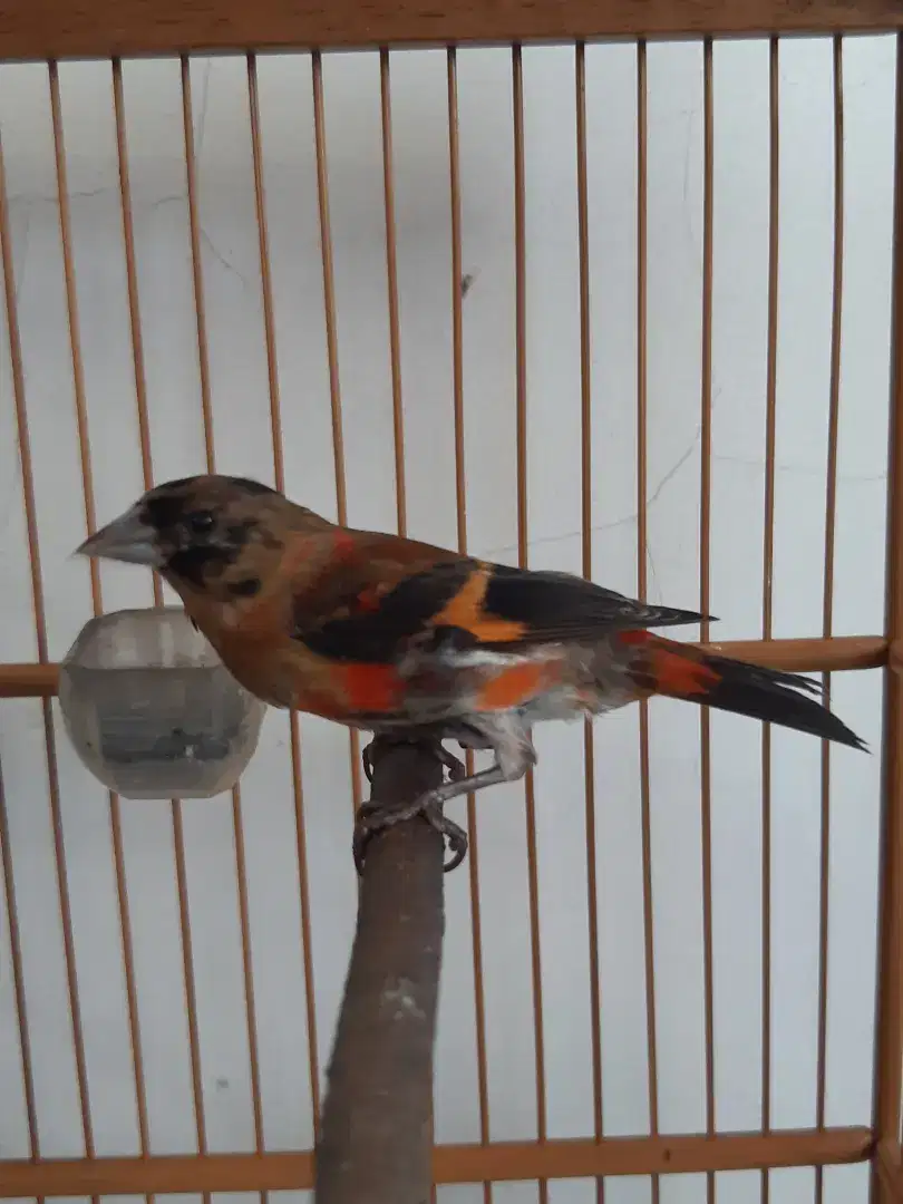 Red siskin clasik jantan usia 3bln