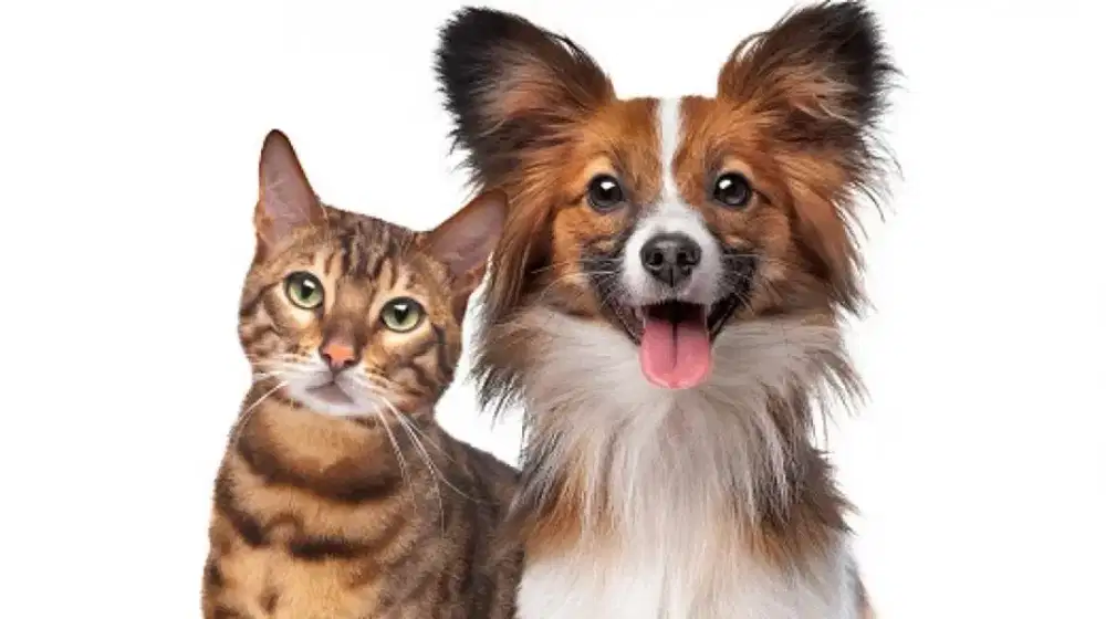 Juragan grooming panggilan cat&dog terdekat-/SETU TANGSEL