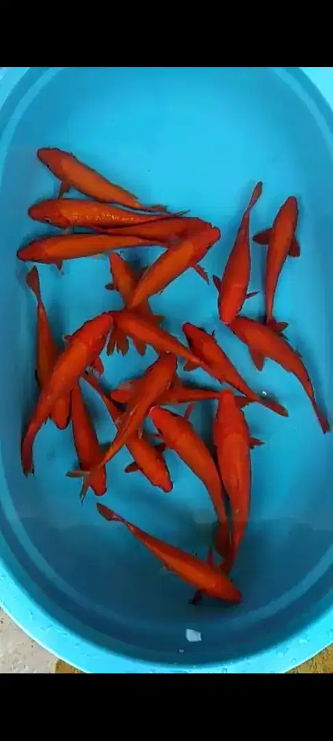 Ikan hias bennighoi merah