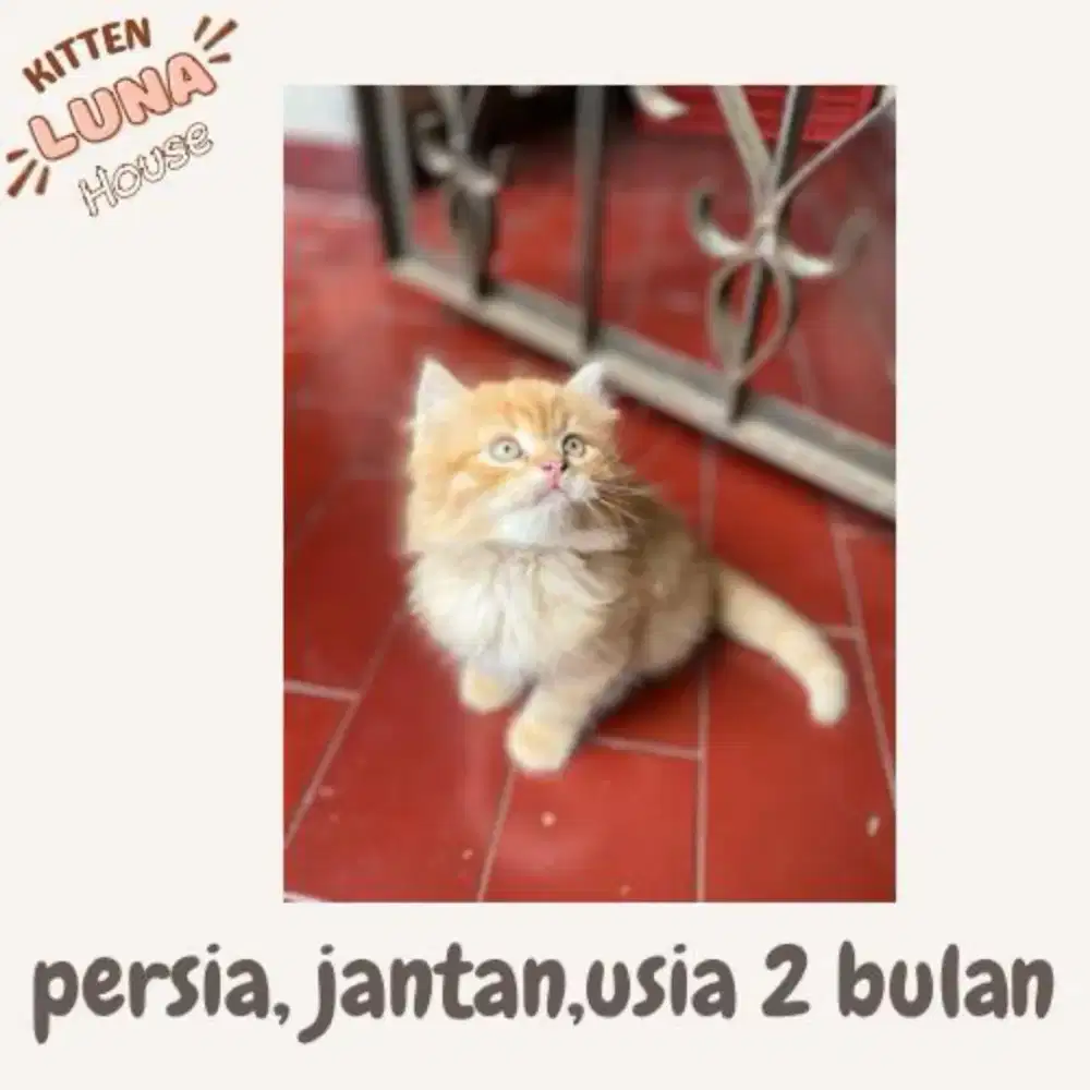 Jual Kucing Persia