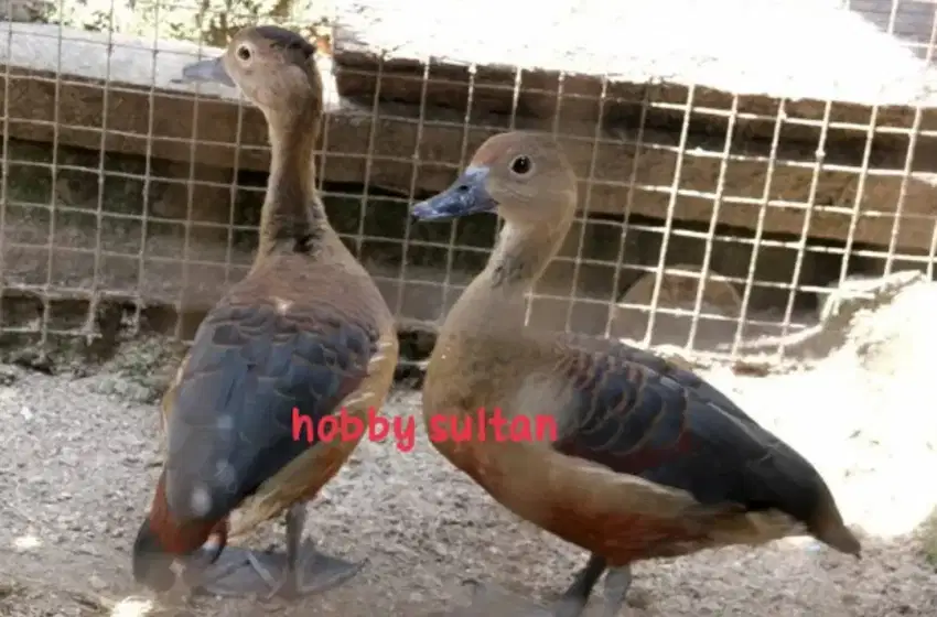 Bebek belibis hias sepasang dewasa aviary