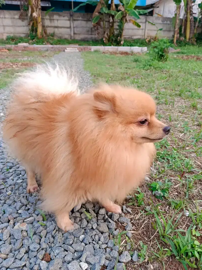 Pomerian Minipom