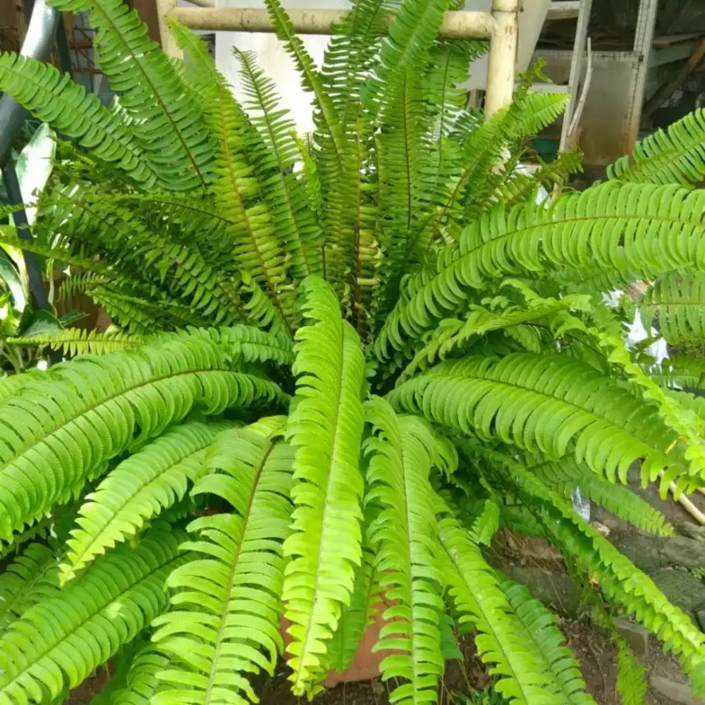 Jual pohon pakis kelabang