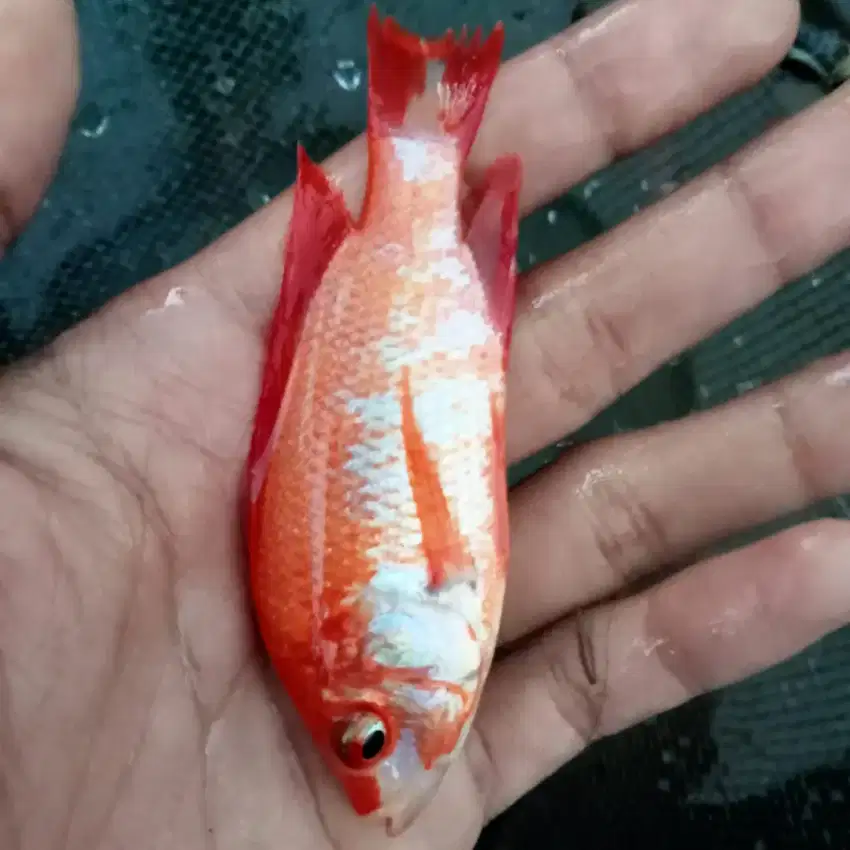 IKAN NILA MERAH