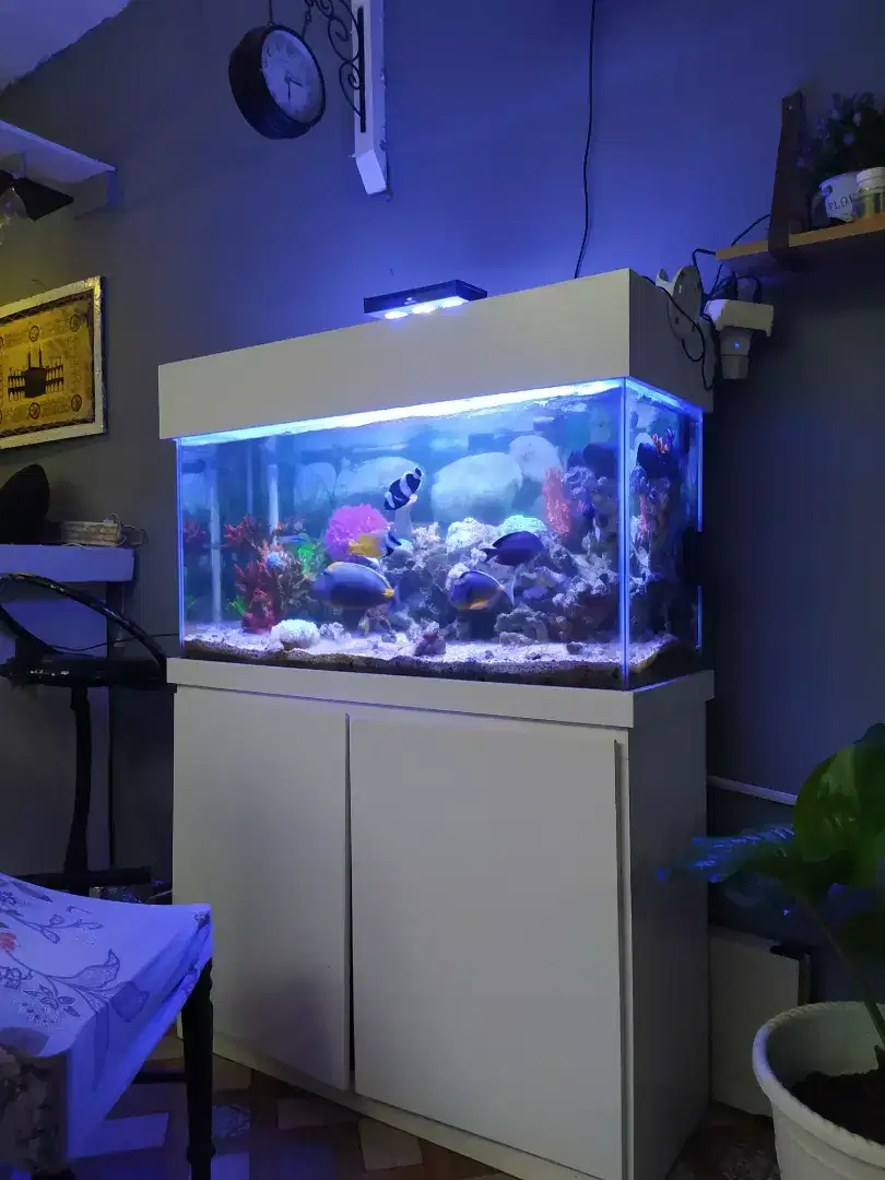 Aquarium murah Baru