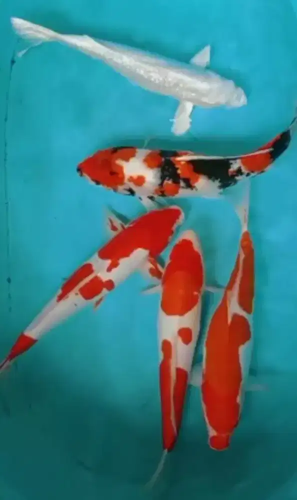 IKAN JUMBO ADA DI GRACIA KOI