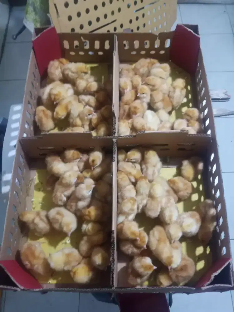 doc ayam merah petelur (layer) super