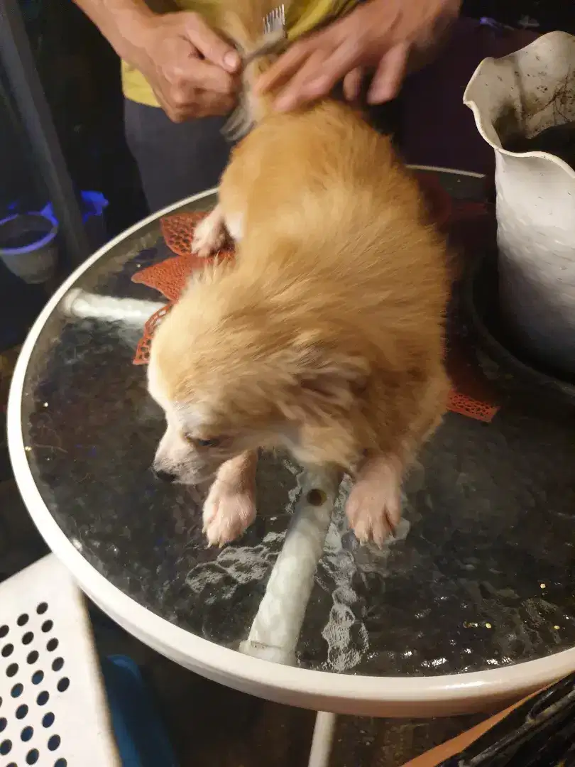 PROMO BELI 1 DAPET 2 chihua pom shitsu