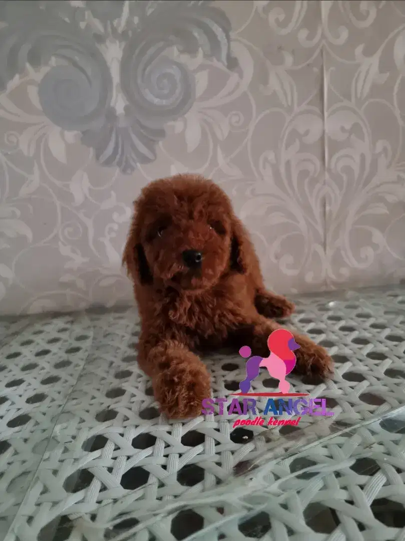 Red tiny toy poodle