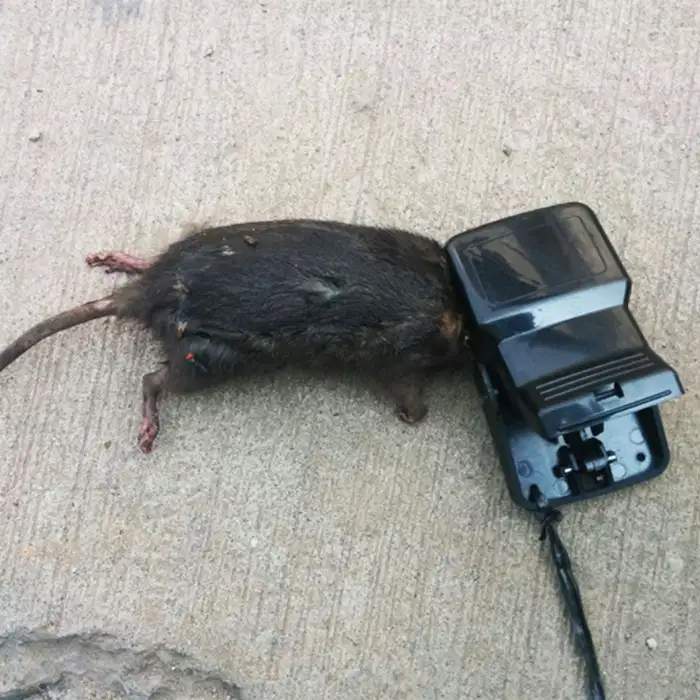 Perangkap Jebakan Tikus