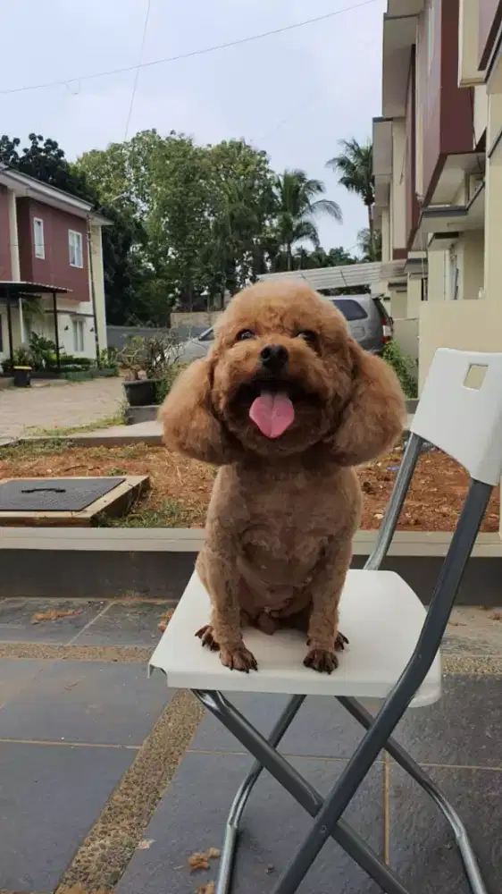 Termurah jasa grooming anjing kucing panggilan cukur bulu mandi rumah