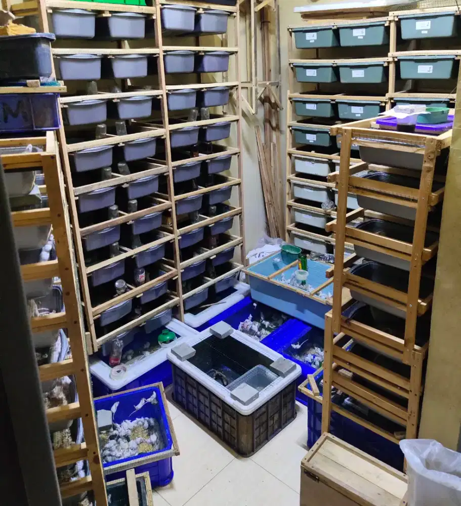 tikus putih mencit & rat