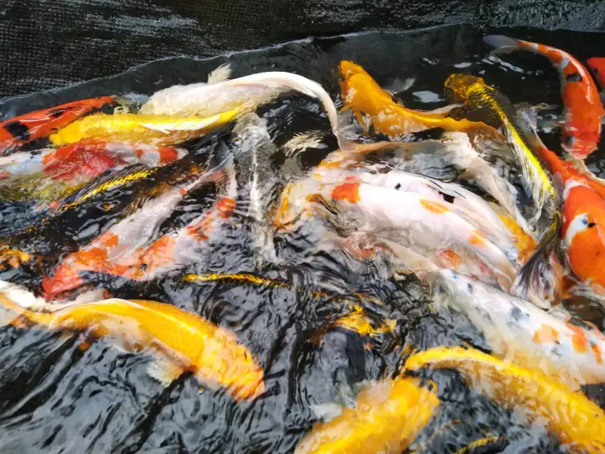 Koi metalik, slayer, platinum