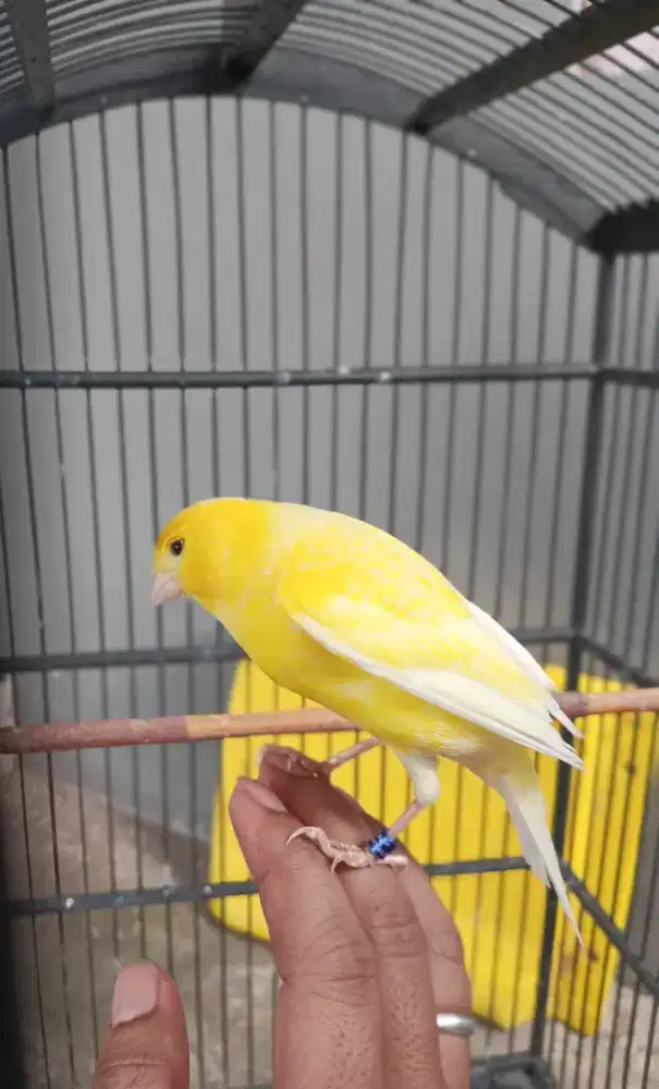 Burung Kenari AF - Hewan Peliharaan - 880389737