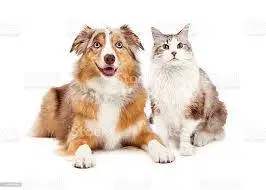 grooming cat dan dog pangglan juragan grooming di tangerang