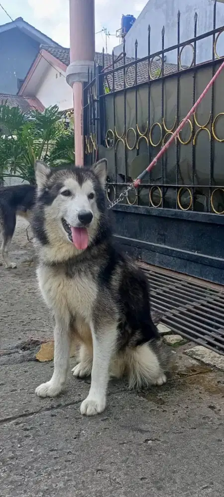 Beli anjing best sale alaskan malamute