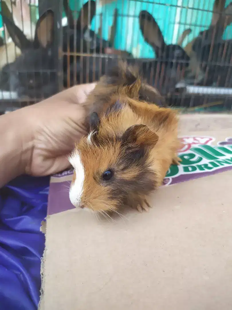 Jual marmut lokal borongan