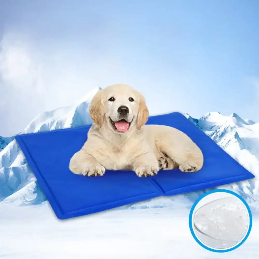 Alas tidur duduk anjing kucing