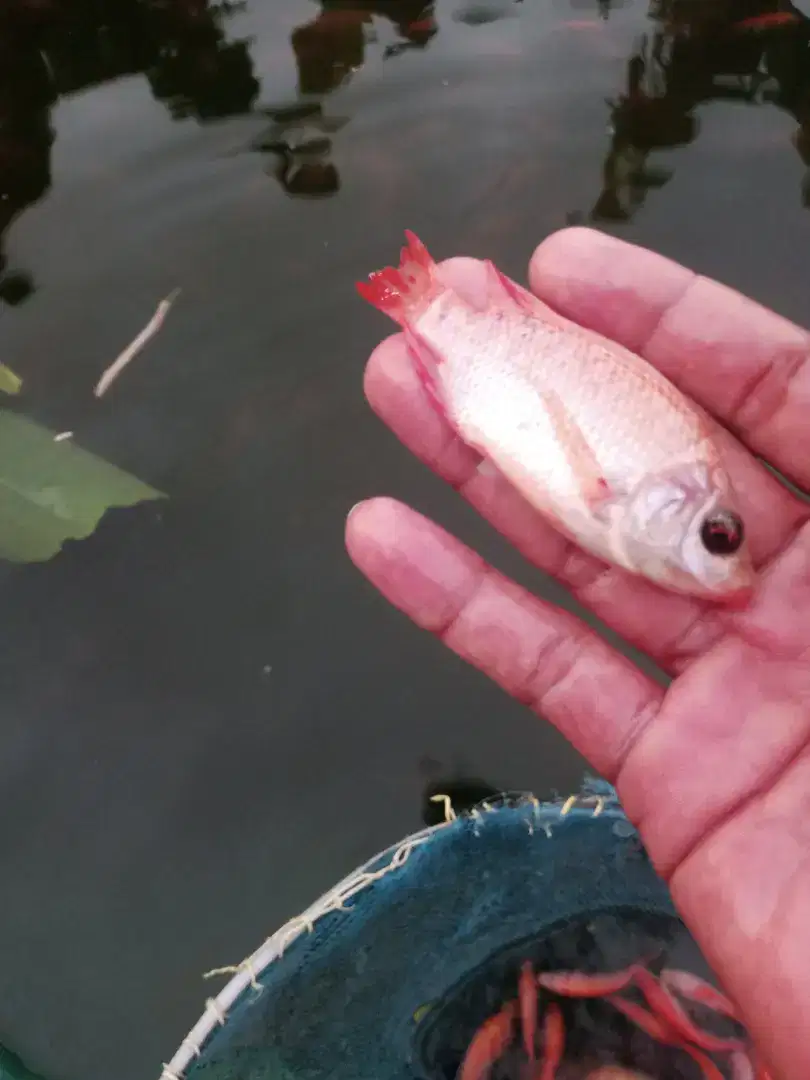 Bibit ikan nila merah