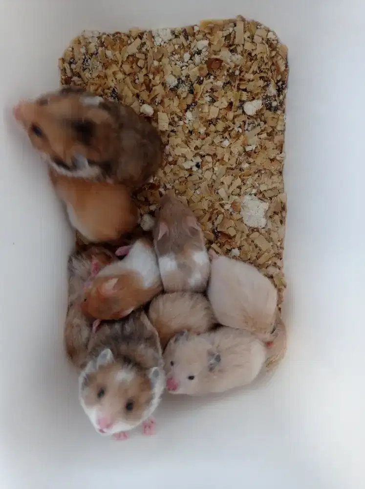 Hamster Syirian jinak