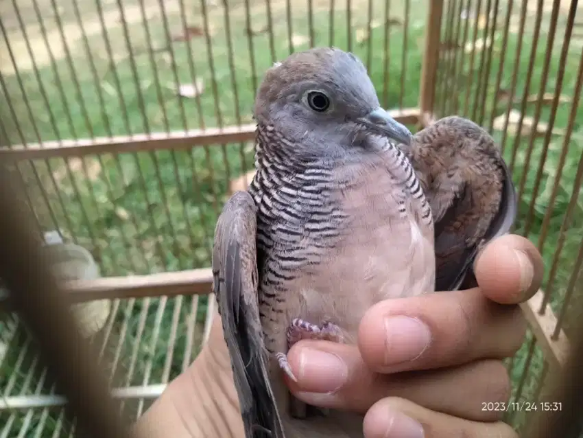 Burung Perkutut