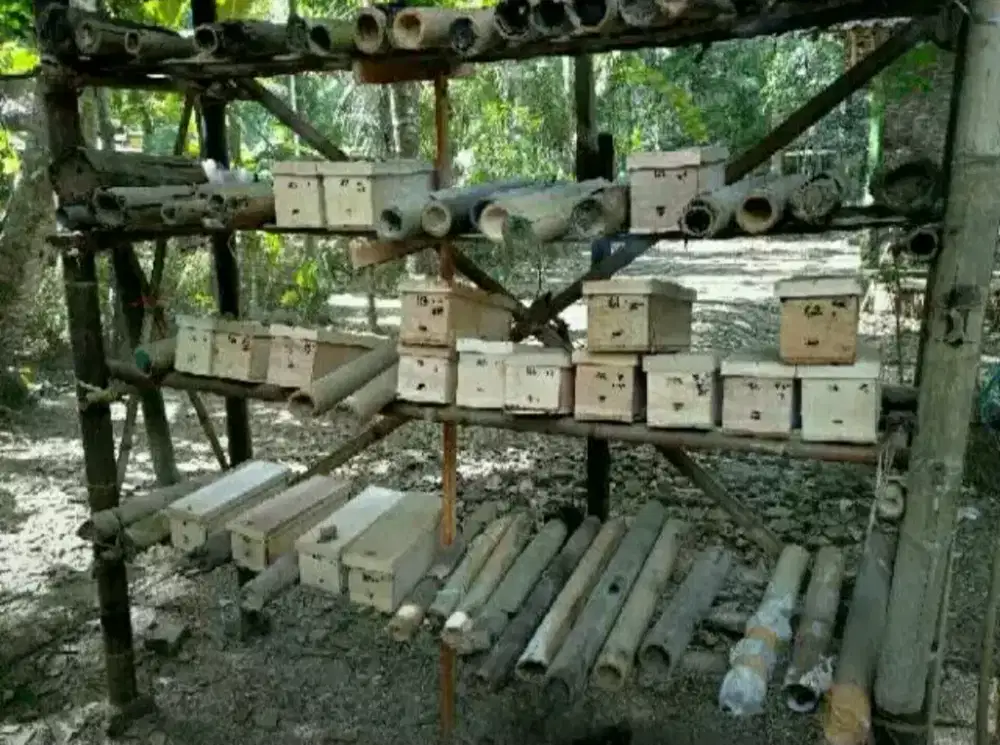 Koloni klanceng Bambu