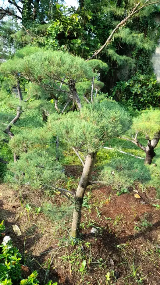 Jual pohon bonsai cemara udang