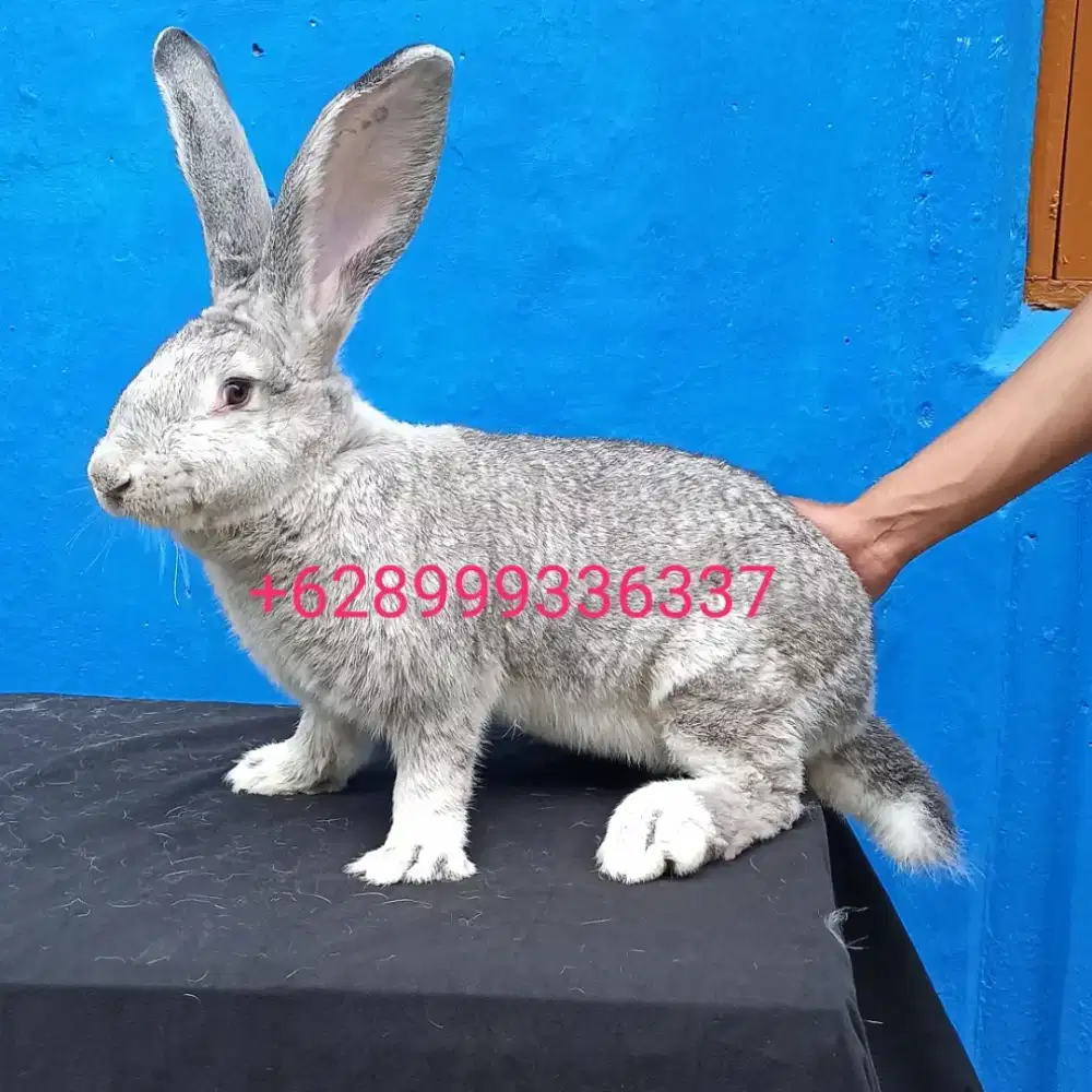 Kelinci german giant pure fullped no fg no silangan