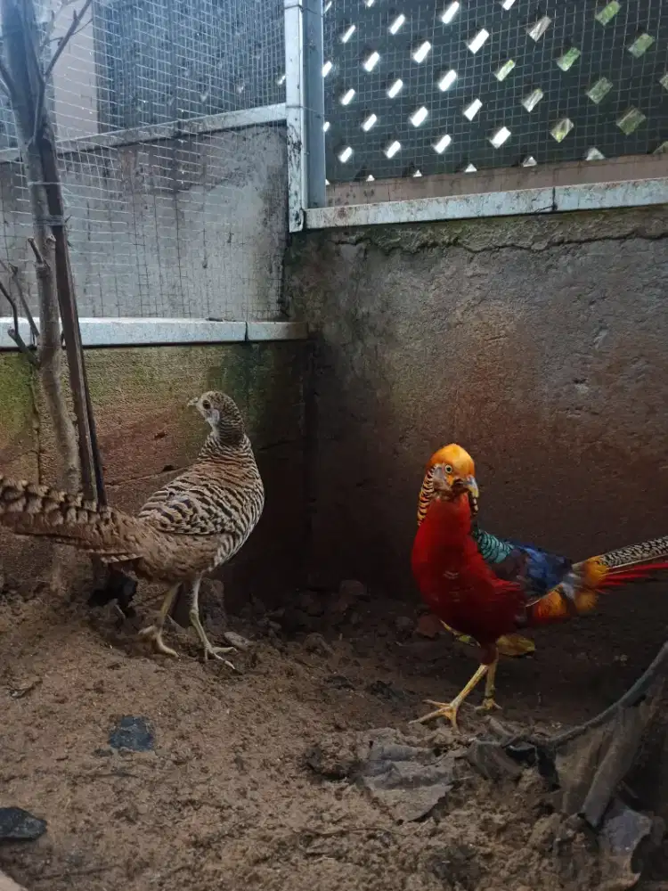 Ayam Golden Pheasant Dewasa sepasang
