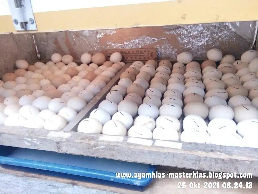 TELOR AYAM HIAS BATIK KANADA FRES