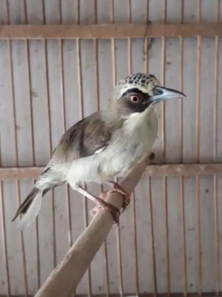 Burung opior paruh tebal