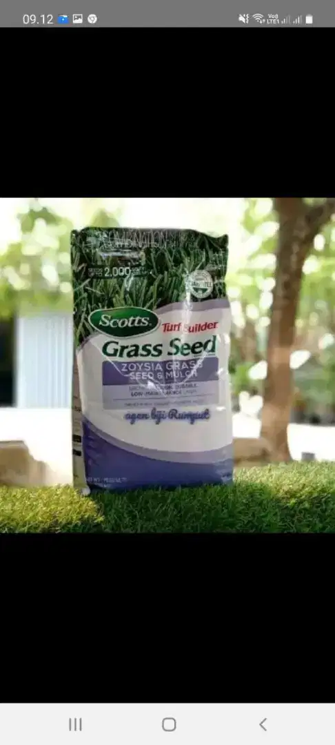 Rumput zoysia matrella area makassar