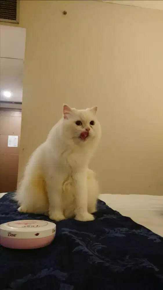 KUCING PESEK PERSIA PEAKNOSE ANGGORA BETINA SUDAH VAKSIN nego