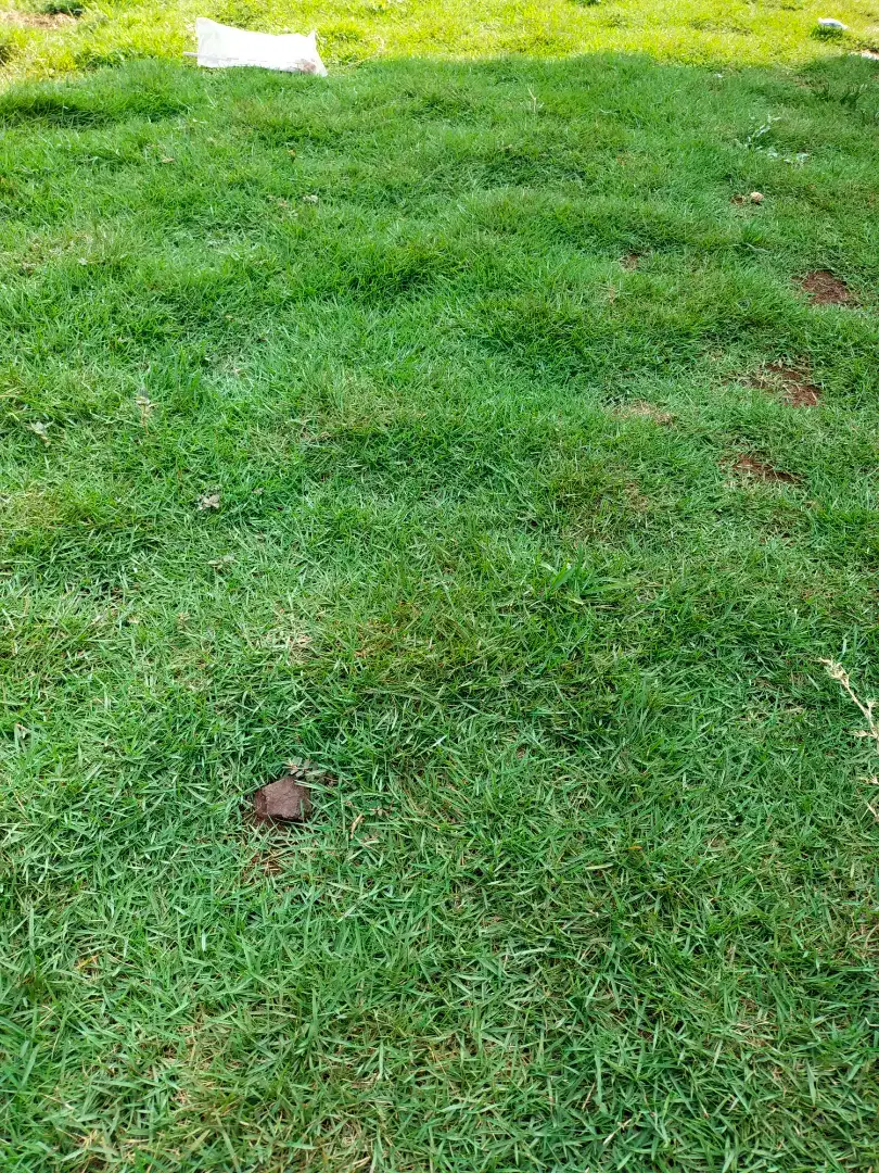 Tukang taman murah| pasang rumput taman | pembuatan taman