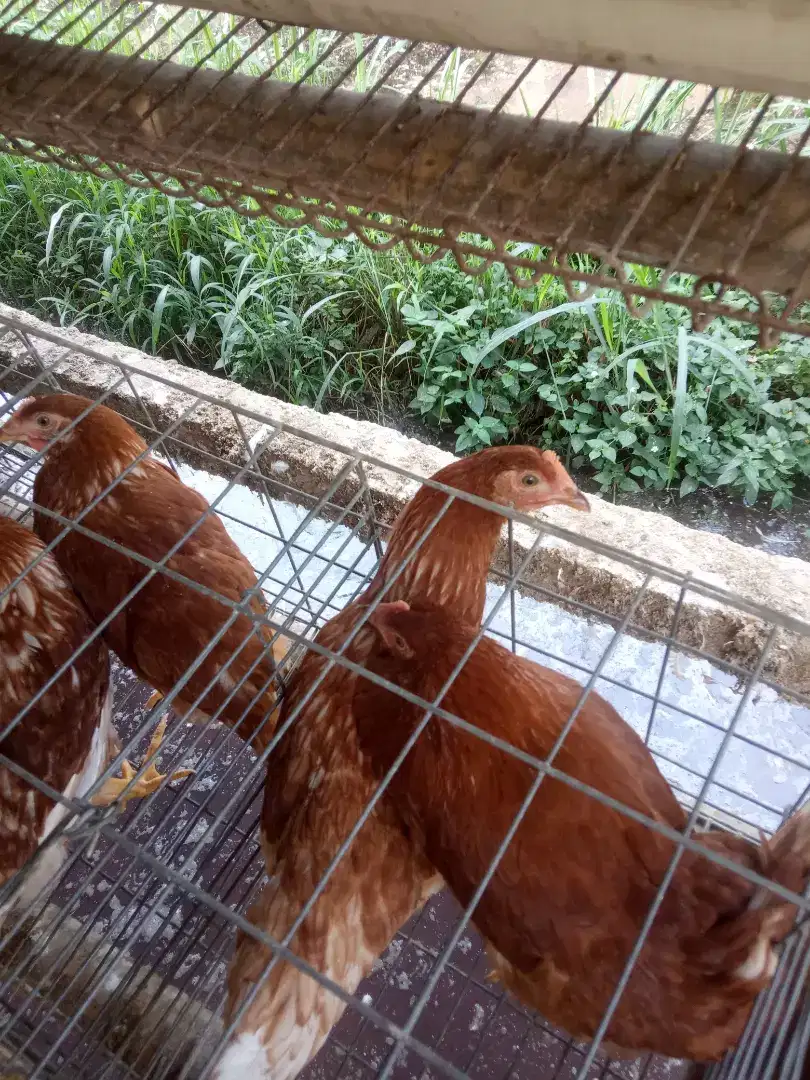 Jual ayam petelur (pullet)