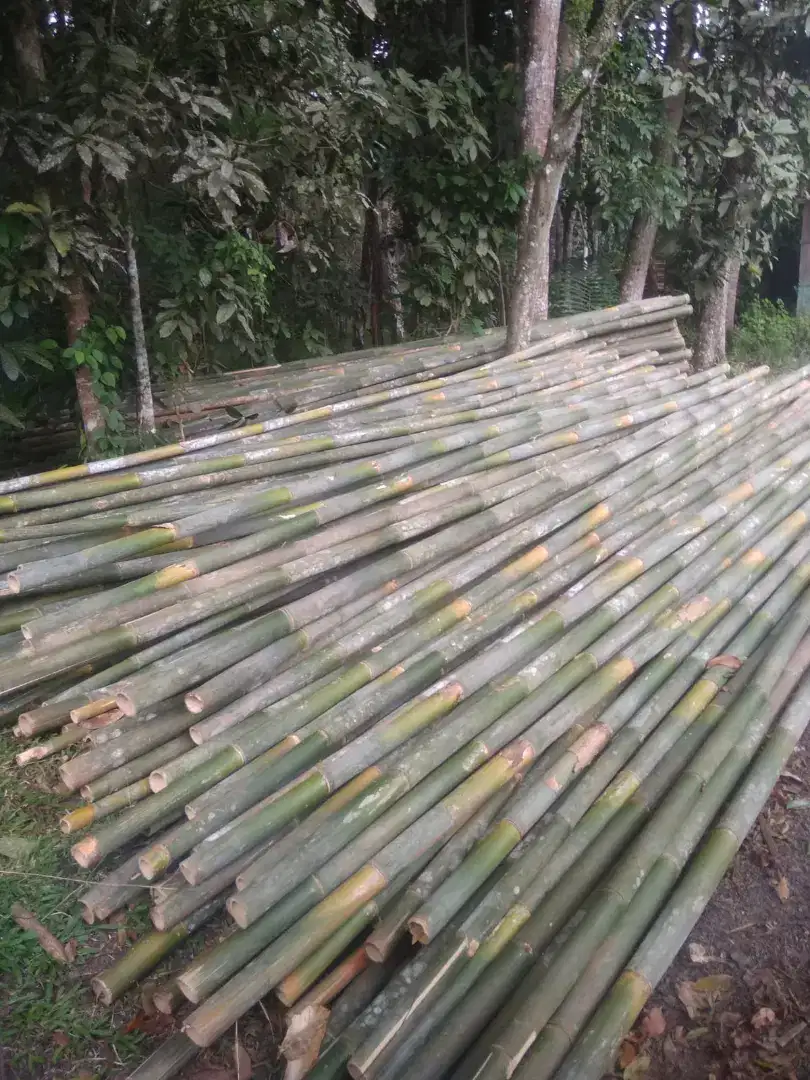 Jual bambu steger