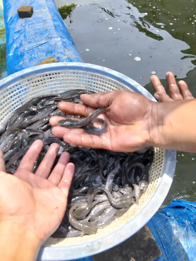 Bibit ikan lele sangkuriang segala ukuran