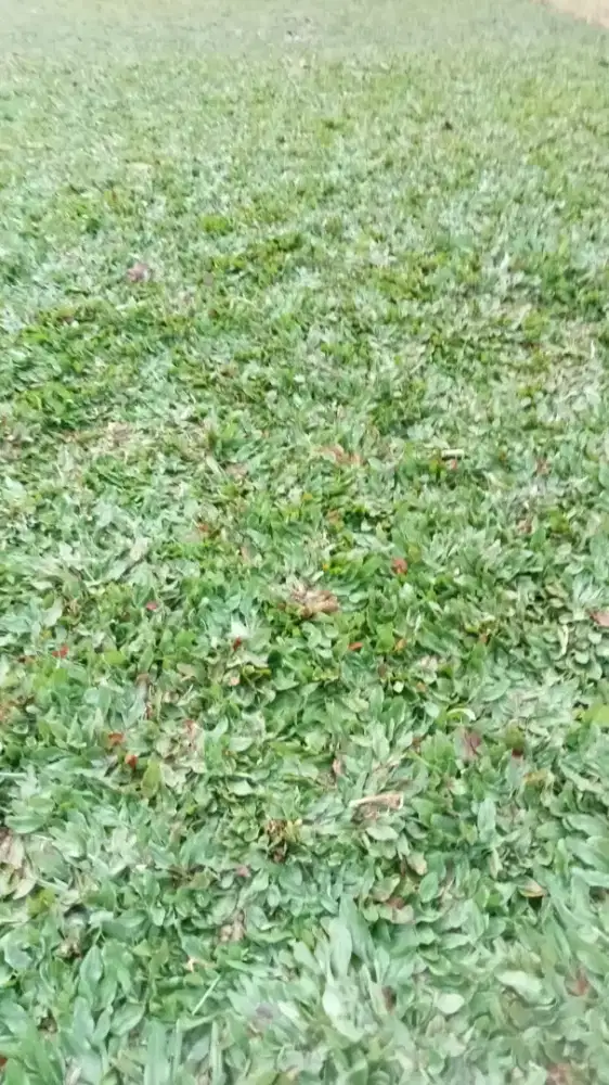 Tukang taman jual rumput gajah mini