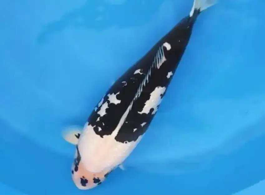 IKAN KOI IMPORT QUALITY SANSAI YOTSU SHIRO SIZE 72CM