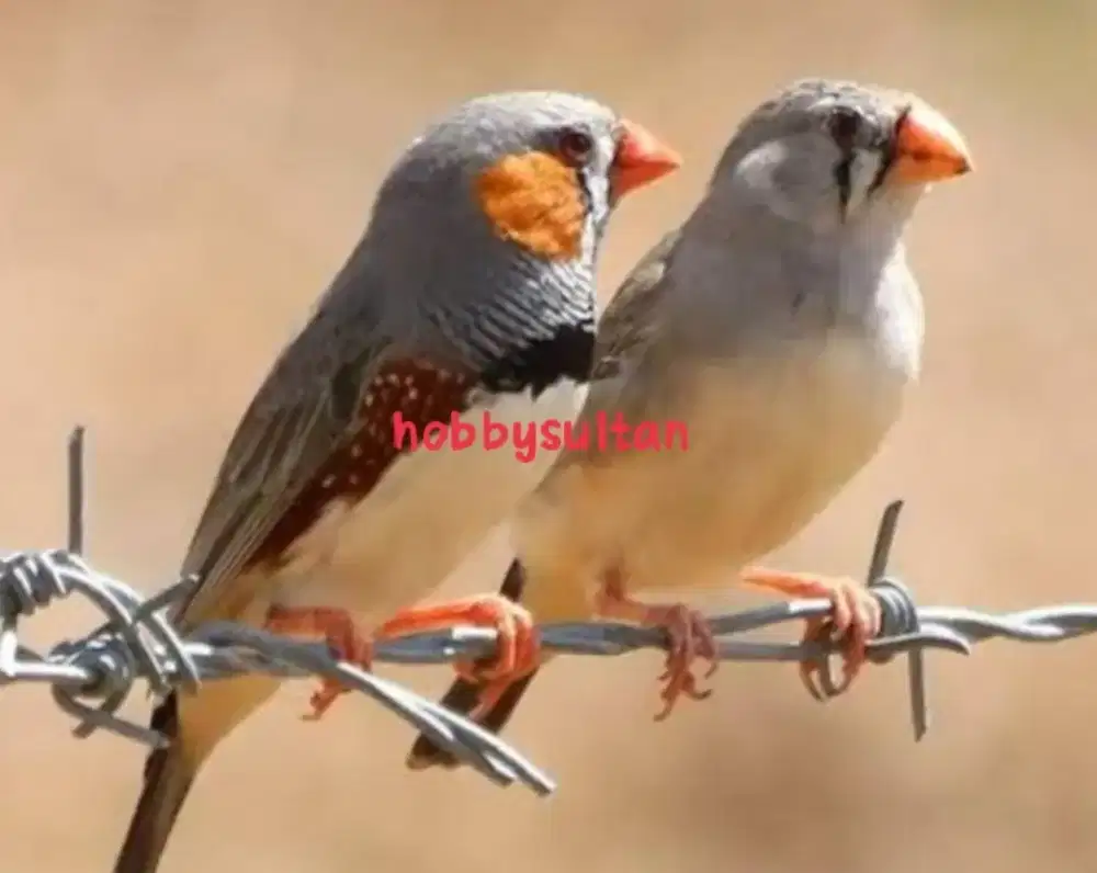 Burung zebra Finch import Holland body big asli