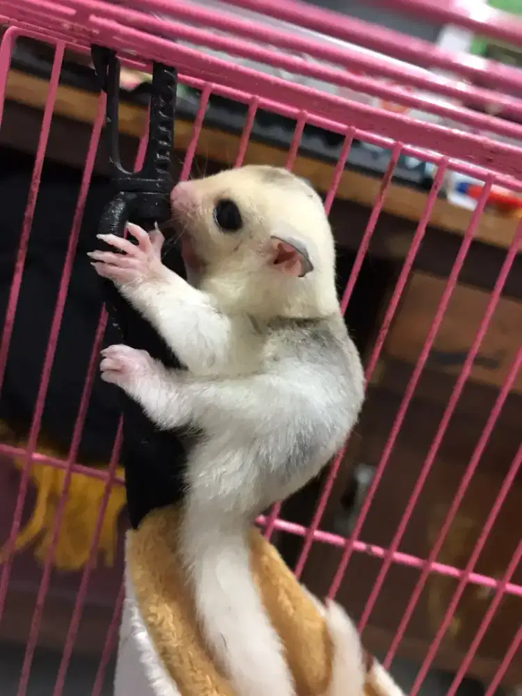 Sugar glider platinum moza