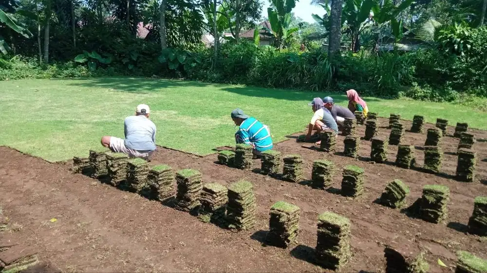 Jual Rumput Manila Probolinggo Harga Terjangkau
