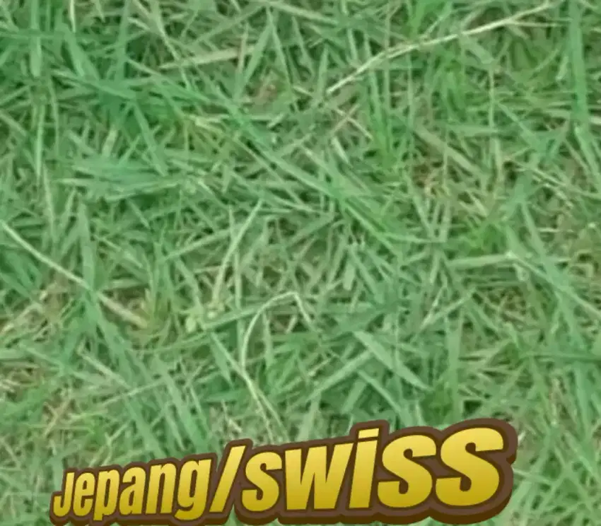 Toko rumput taman