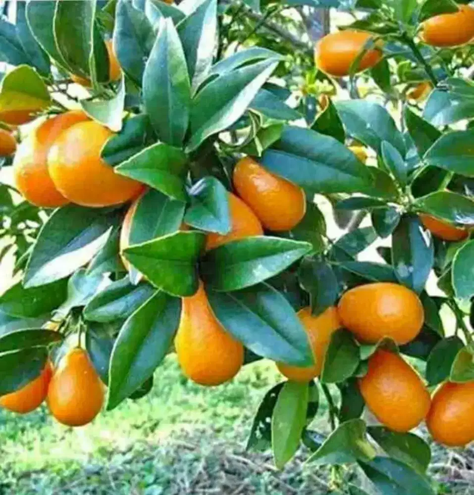 Pohon jeruk nagami