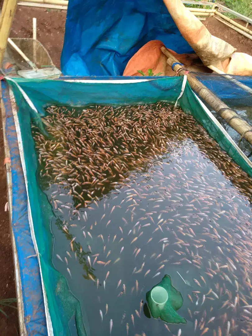 Jual Bibit Ikan Nila Merah Megamendung Bogor