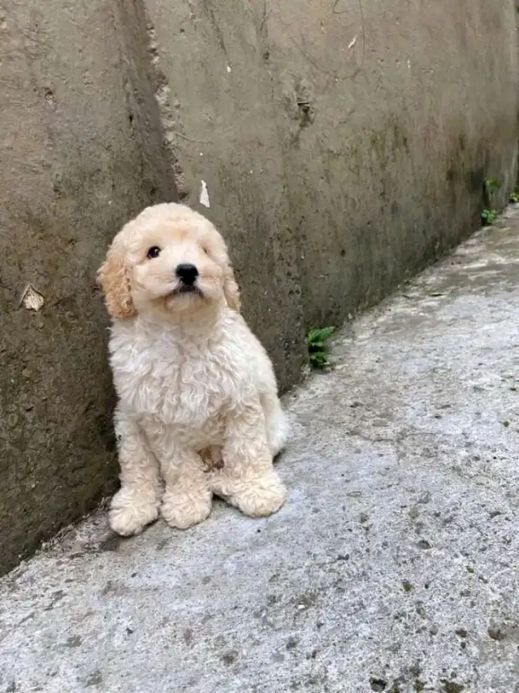 Termurah jasa grooming/salon hewan panggilan terdekat