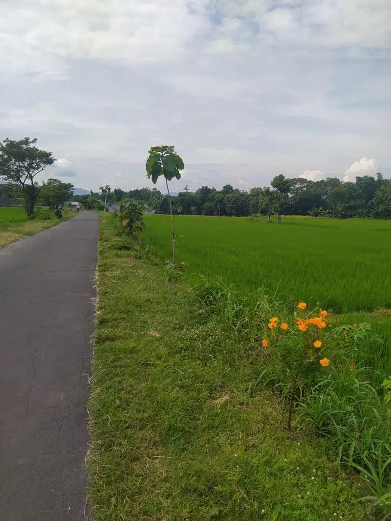 DIJUAL CEPAT TANAH SAWAH PINGGIR JALAN LOKASI STRATEGIS KOTA